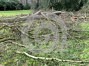 Storm damage in estate Duivenvoorde.