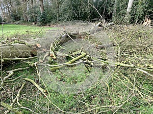 Storm damage in estate Duivenvoorde.