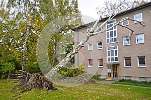 Storm damage with fallen birch and damaged house after hurricane Herwart in Berlin