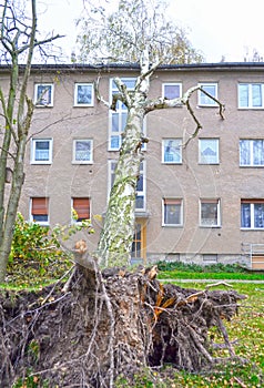 Storm damage with fallen birch and damaged house after hurricane Herwart in Berlin