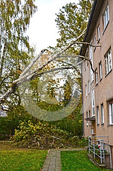 Storm damage with fallen birch and damaged house after hurricane Herwart in Berlin