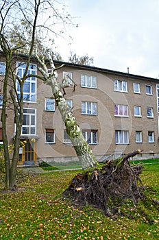 Storm damage with fallen birch and damaged house after hurricane Herwart in Berlin