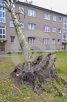 Storm damage with fallen birch and damaged house after hurricane Herwart in Berlin