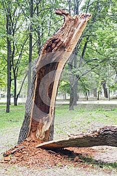 Storm damage. Fallen tree in the park after a storm
