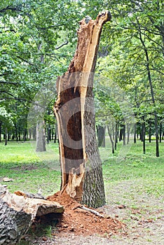 Storm damage. Fallen tree in the park after a storm