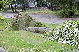 Storm damage. Fallen tree after a storm. Tornado storm damage causes a large mature tree to be broken and fell on the ground