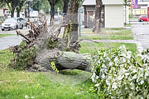 Storm damage. Fallen tree after a storm. Tornado storm damage causes a large mature tree to be broken and fell on the ground