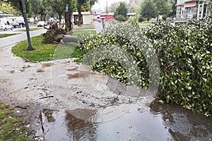 Storm damage. Fallen tree after a storm. Tornado storm damage causes a large mature tree to be broken and fell on the ground