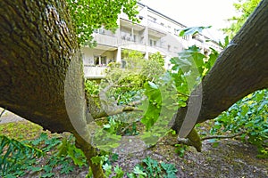 Storm damage with fallen tree, which narrowly missed a house after heavy wind in Berlin photo