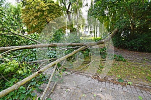 Storm damage with fallen tree, which narrowly missed a house after heavy wind in Berlin photo