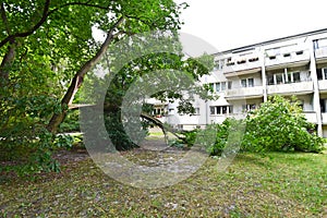 Storm damage with fallen tree, which narrowly missed a house after heavy wind in Berlin photo
