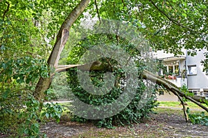 Storm damage with fallen tree, which narrowly missed a house after heavy wind in Berlin photo