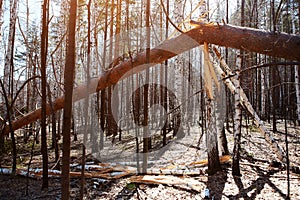 Storm damage. Fallen trees in the forest after a storm.