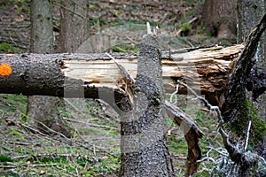 Storm damage. Fallen trees in the forest after a storm