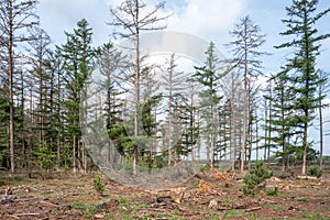 Storm damage in a forest.