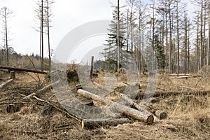 Storm damage in a forest.