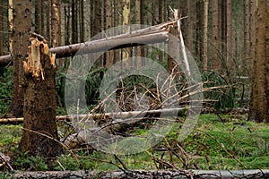 Storm damage forest