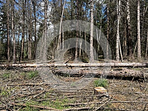 Storm damage in a forest.