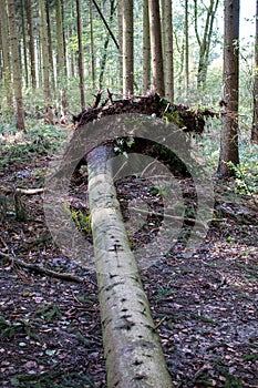 Storm damage in the forest, spruce uprooted