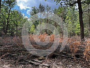 Storm damage in a forest.