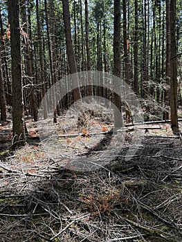 Storm damage in a forest.