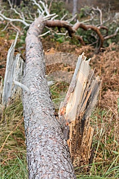 Storm damage in the forest on the tree