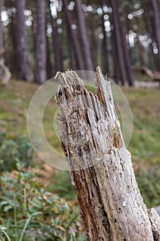 Storm damage in the forest on the tree