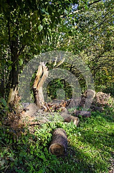 Storm damage with fragmented tree after hurricane Xavier in Berlin