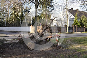 Storm damage after hurricane Herwart in Berlin, Germany