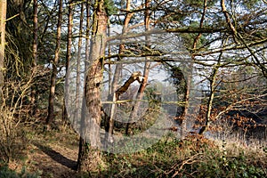 Storm damage snapped trees in woodlands near the banks of the River Tyne in northeast England