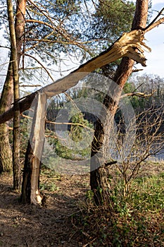 Storm damage snapped trees in woodlands near the banks of the River Tyne in northeast England