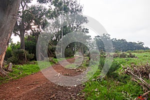 Storm damage in the Tokai forest.