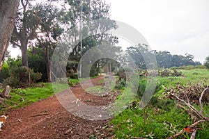 Storm damage in the Tokai forest.