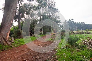 Storm damage in the Tokai forest.