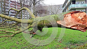 Storm damage. A tree broken by a storm lies near the house