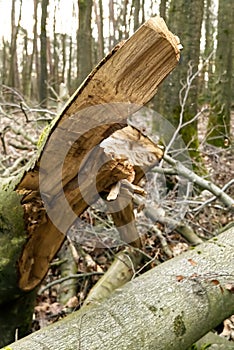 Storm damage. trees in the forest after a storm.