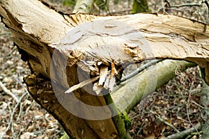 Storm damage. trees in the forest after a storm.