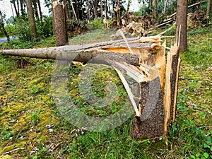 Storm damage. Trees in the forest after a storm. photo