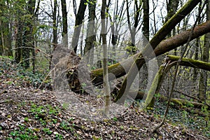 Storm damage. Trees in the forest after a storm