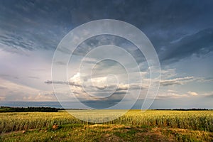 Storm dark clouds over field. Thunderstorm over a wheat field