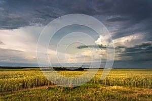 Storm dark clouds over field. Thunderstorm over a wheat field