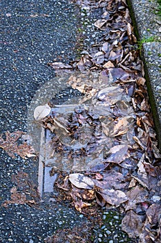 Storm drain covered in dead leaves, not ready for winter storms, residential street