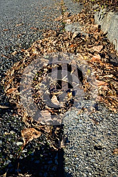 Storm drain surrounded by dead leaves, not ready for winter storms, residential street and curb