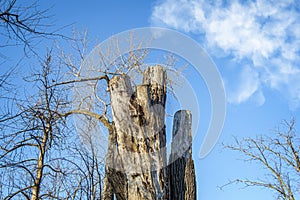 Storm on a  fall Broken trees due to a wind udy blue sky