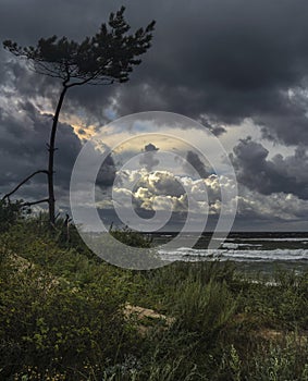 strong wind and dark clouds portend a storm photo