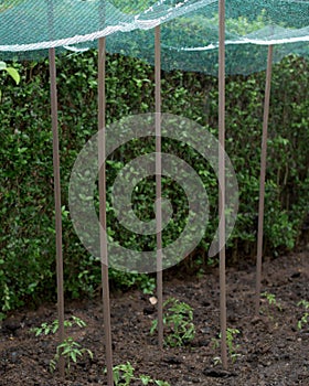 Storm of hail in a vegetable garden- protection net