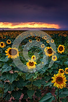 Storm Light and Sunflowers