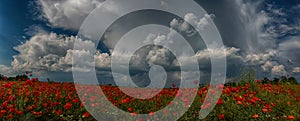 The storm, looming on the poppy field