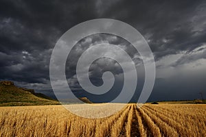 Storm over the wheat fields