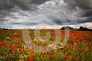 Storm Poppies